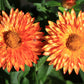 100 ORANGE DOUBLE STRAWFLOWER Xerochrysum Bracteatum Helichrysum Monstrosum Flower Seeds