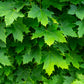 25 SUGAR MAPLE Syrup TREE Native Rock Fall Color Acer Saccharum Seeds