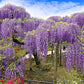 5 JAPANESE WISTERIA Floribunda Flower Purple Ornamental Vine Climber Seeds