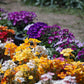 50 CARNIVAL MIX NEMESIA Strumosa Mixed Colors Flower Seeds