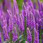 50 Mixed Colors VERONICA SIGHTSEEING MIXTURE (Spike Speedwell) Veronica Spicata Flower Seeds