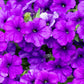 100 PURPLE PETUNIA Hybrida Pollinator Garden Container Flower Seeds