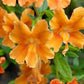 100 Twinkle ORANGE MONKEY FLOWER Mimulus Seeds