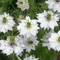 500 White LOVE IN A MIST ( Fennel Flower ) Nigella Damascena Flower Seeds