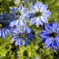 500 LOVE IN A MIST Miss Jekyll Blue ( Fennel Flower ) Nigella Damascena Flower Seeds