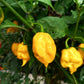 10 Yellow CAROLINA REAPER PEPPER World's Hottest Capsicum Chinense Hot Chili Vegetable Seeds