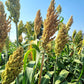50 TOP 76-6 SORGHUM Bicolor Syrup Flour Grain Vegetable Seeds