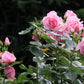 5 PINK ROSE Rosa Bush Shrub Perennial Flower Seeds