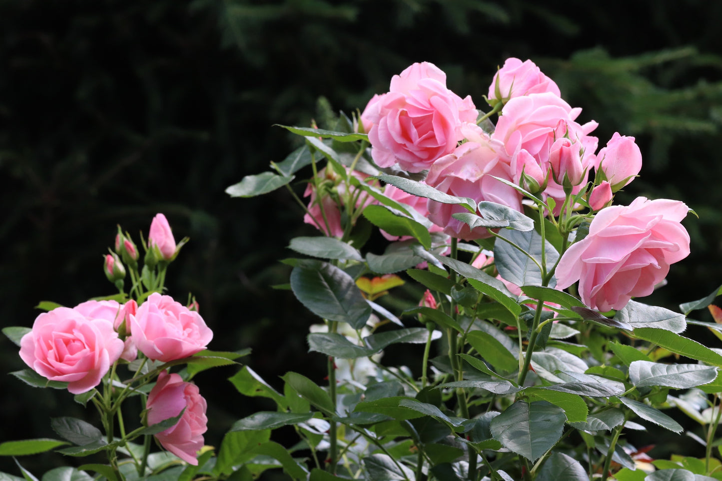 5 PINK ROSE Rosa Bush Shrub Perennial Flower Seeds