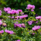 500 MIXED SWEET SULTAN Imperialis Mix Amberboa Moschata Centaurea Flower Seeds - Pink, Rose, Lilac, Purple, Mauve, White, & Yellow