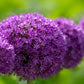 25 GIANT ALLIUM Allium Giganteum Purple Globe Flower Seeds