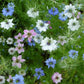 500 LOVE In A MIST PERSIAN Jewels Mixed Colors (Fennel Flower) Nigella Damascena Flower Seeds