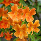 100 Twinkle ORANGE MONKEY FLOWER Mimulus Seeds