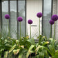 25 GIANT ALLIUM Allium Giganteum Purple Globe Flower Seeds