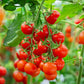 300 SMALL Red CHERRY TOMATO Lycopersicon Lycopersicum Fruit Vegetable Seeds