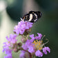 35 LILAC Light Purple CREPE MYRTLE Lagerstroemia Indica Flowering Shrub Bush Small Tree Seeds