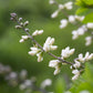50 WHITE WILD INDIGO Baptisia Alba Usa Native Pollinator Flower Seeds