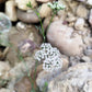 100 Kala Jeera IMPERIAL BLACK CUMIN Spice Plant Bunium Persicum Herb Seeds