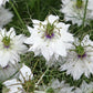 50 RED POD NIGELLA Damascena Love In A Mist aka Black Pod White Flower Seeds