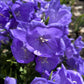 500 TELHAM BEAUTY BELLFLOWER Blue Peach Leaved Campanula Persicifolia Flower Seeds