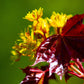 25 Scarlet CAROLINA RED MAPLE Tree Acer Rubrum Seeds