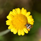 250 GOLDEN MARGUERITE DAISY Dyer's Yellow Chamomile Anthemis Tinctoria Kelwayi Cota Tinctoria  Paris Daisy Herb Flower Seeds