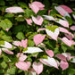 20 Variegated ARCTIC BEAUTY KIWI Fruit Edible Actinidia Kolomikta Vine Seeds