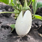 50 CASPER WHITE EGGPLANT Solanum Melongena Fruit / Vegetable Seeds