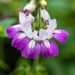 500 CHINESE HOUSES Pagodas Collinsia Heterophylla Flower Seeds