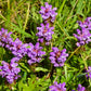 100 HEAL ALL Self Heal Prunella Vulgaris Purple Herb Flower Seeds