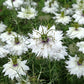 500 White LOVE IN A MIST ( Fennel Flower ) Nigella Damascena Flower Seeds