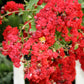 35 RED CREPE MYRTLE Lagerstroemia Indica Flowering Shrub Bush Small Tree Seeds