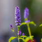 100 ORGANIC Superior LICORICE MINT Agastache Rugosa Korean Tea Herb Purple Flower Seeds