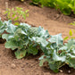 1000 Organic DE CICCO BROCCOLI Di Cicco Brassica Oleracea Capitata Vegetable Seeds