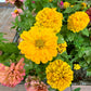 250 Yellow CANARY BIRD ZINNIA Elegans Flower Seeds