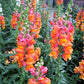 250 ORANGE WONDER SNAPDRAGON Antirrhinum Majus Flower Seeds