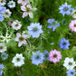 500 LOVE In A MIST PERSIAN Jewels Mixed Colors (Fennel Flower) Nigella Damascena Flower Seeds