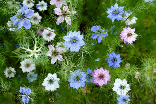 500 LOVE In A MIST PERSIAN Jewels Mixed Colors (Fennel Flower) Nigella Damascena Flower Seeds