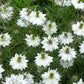 500 White LOVE IN A MIST ( Fennel Flower ) Nigella Damascena Flower Seeds