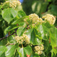 25 JAPANESE RAISIN TREE Edible Fruit Oriental Honey Flowers Hovenia Dulcis Seeds