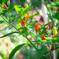50 TABASCO PEPPER Hot Red Capsicum Fruitescens Vegetable Seeds