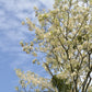 25 Flowering BLACK LOCUST TREE (Yellow Locust / False Acacia) Robinia Pseudoacacia Seeds