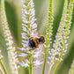 1000 CULVERS ROOT (Black Root) Veronicastrum Virginicum Flower Seeds
