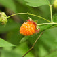 20 SALMONBERRY RUSSIAN RASPBERRY Rubus Spectabilis Fruit Seeds Purple Flowers