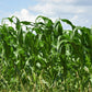 100 IOCHIEF Yellow SWEET CORN Aas Winner Zea Mays Vegetable Seeds
