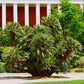 5 MEDITERRANEAN FAN PALM European Dwarf Tree Shrub Chamaerops Humilis Seeds