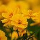 300 YELLOW SULPHUR COSMOS Bipinnatus Flower Seeds