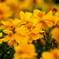 300 YELLOW SULPHUR COSMOS Bipinnatus Flower Seeds