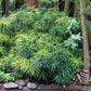 50 UMBRELLA PLANT CYPERUS Alternifolius Papyrus Grass Umbrella Palm Flower Seeds