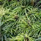 50 UMBRELLA PLANT CYPERUS Alternifolius Papyrus Grass Umbrella Palm Flower Seeds